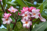 Pink Splendor Fine Art Print