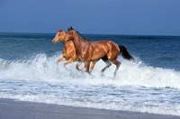 2 Horses Sea Fine Art Print