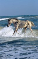 Appaloosa Sea Fine Art Print