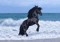 Black Knight Fine Art Print