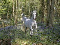 Blue Bell Wood Fine Art Print