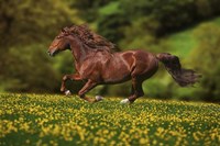 Buttercup Run Fine Art Print