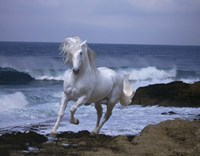 Cyprus Sea Fine Art Print