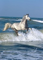 Dapple Sea Fine Art Print