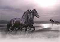 Dawn Mist Fine Art Print