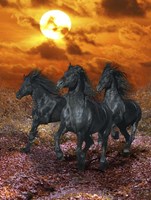 Black Beauties Fine Art Print