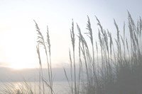 Morning Whisper II Fine Art Print