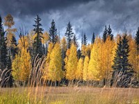 Through the Yellow Trees I Framed Print