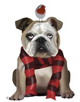 English Bulldog, Scarf and Robin Fine Art Print