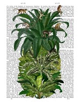 Pineapple, Monkeys Fine Art Print