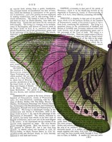 Butterfly in Green and Pink a Fine Art Print