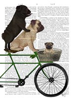 Pugs on Bicycle Fine Art Print