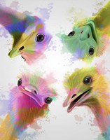 Rainbow Splash Four Ostriches Fine Art Print