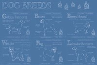 Dog Breeds Infograph Fine Art Print