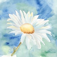 Daisy Sunshine II Framed Print