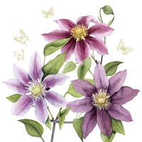 Clematis Climb II Fine Art Print