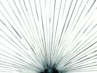 Strobe I Fine Art Print