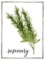 Watercolor Herbs V Fine Art Print