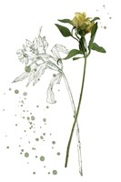 Botany Flower I Fine Art Print