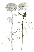 Botany Flower IV Fine Art Print