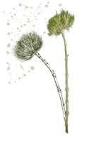 Botany Flower V Fine Art Print