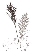 Botany Flower VI Fine Art Print