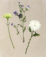 Pretty Pressed Flowers I Fine Art Print