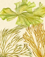Vintage Seaweed Collection I Framed Print