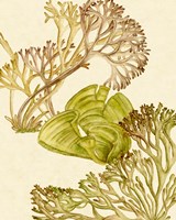 Vintage Seaweed Collection II Framed Print