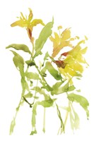Watercolor Lilies I Fine Art Print