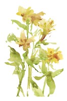 Watercolor Lilies II Fine Art Print