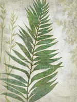 Frond I Fine Art Print