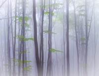 Misty Fine Art Print