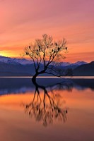 Lone Tree Is Not Lonely Fine Art Print