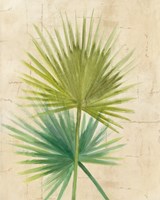Fan Palm Fine Art Print