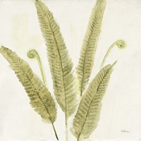 Forest Ferns II Fine Art Print