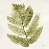 Forest Ferns I Fine Art Print
