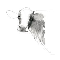 Cow II Dark Square Fine Art Print