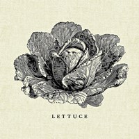 Linen Vegetable BW Sketch Lettuce Fine Art Print