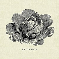 Linen Vegetable BW Sketch Lettuce Framed Print
