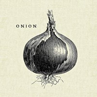 Linen Vegetable BW Sketch Onion Framed Print