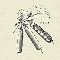 Linen Vegetable BW Sketch Peas Fine Art Print