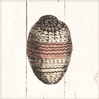 Shell Sketches IV Shiplap Framed Print