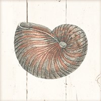 Shell Sketches III Shiplap Fine Art Print