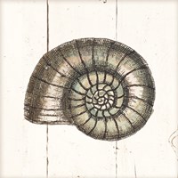 Shell Sketches I Shiplap Framed Print