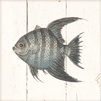 Fish Sketches II Shiplap Framed Print