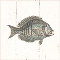 Fish Sketches I Shiplap Framed Print