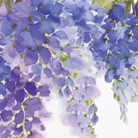 Wisteria II Fine Art Print