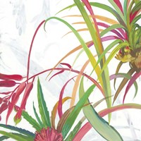 Tropical II Framed Print