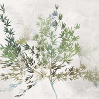 Olive Branch Fine Art Print